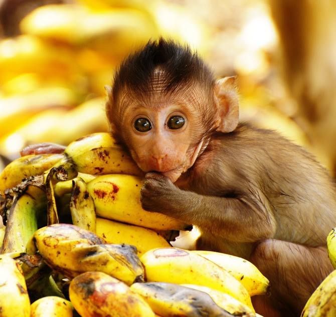 Primate_Bananas
